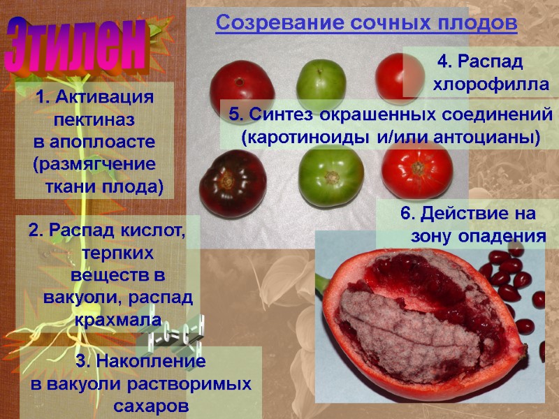 Этилен Созревание сочных плодов 1. Активация пектиназ в апоплоасте (размягчение ткани плода) 2. Распад